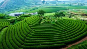 Mộc châu trên cao