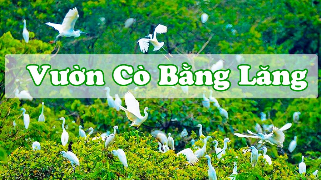 Vườn cò Bằng Lăng là một trong Các Địa Điểm Nổi Bật Tại Cần Thơ